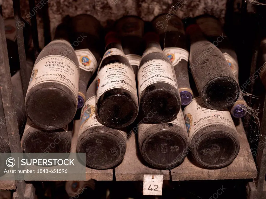 Dusty vintage wine bottles are stored in a wine cellar, Hattenheim, Rheingau region, Hesse, Germany, Europe