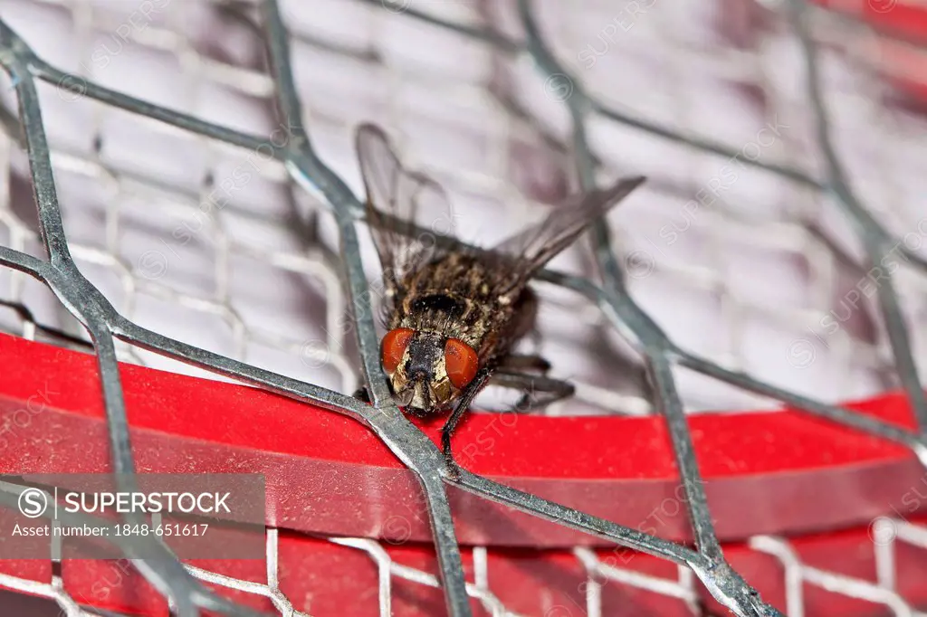 Common house fly (Musca domestica), on electric fly swatter, insect trap, electric shock