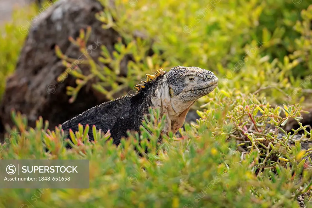Galapagos Land Iguana (Conolophus subcristatus), island of Plaza Sur subspecies, Galapagos Islands, UNESCO World Heritage Site, Ecuador, South America