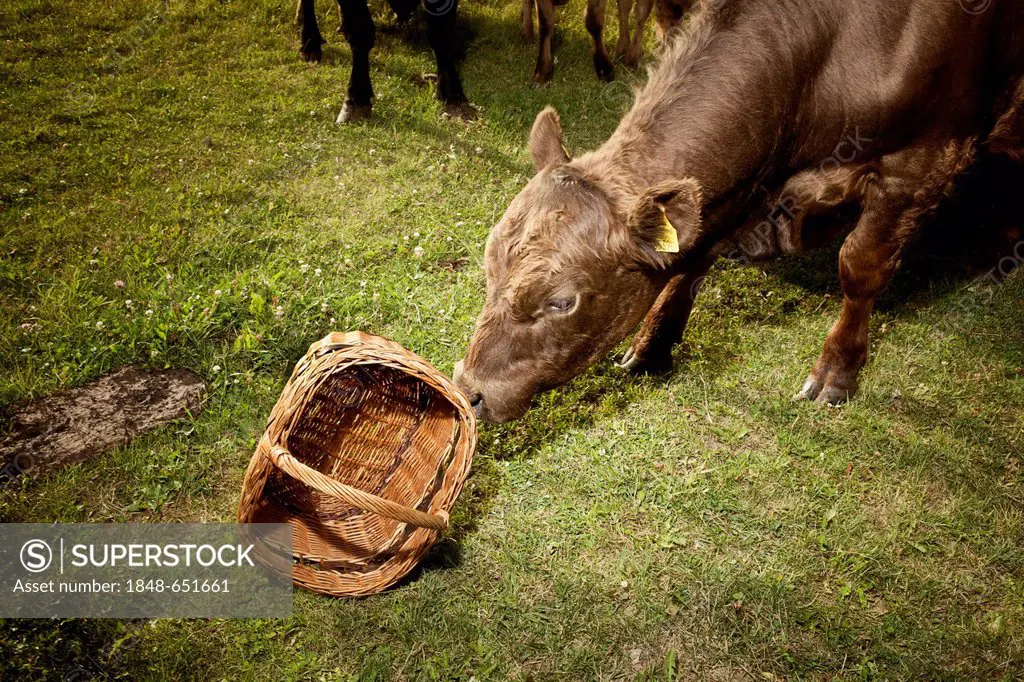 Cow (Bos primigenius taurus) sniffing at a basket, Austria, Europe