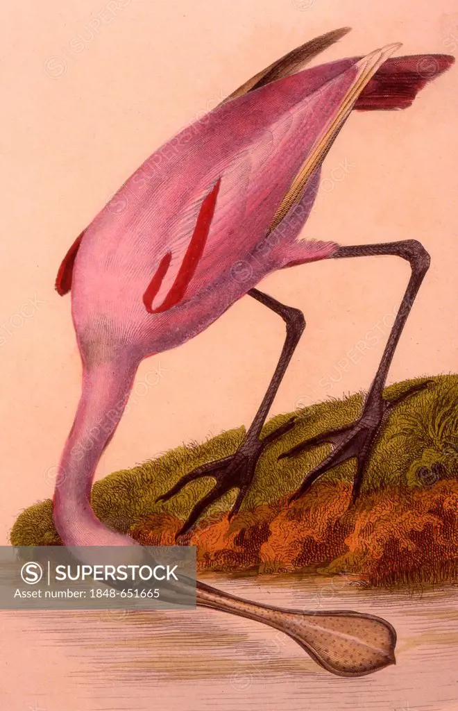 Pink spoonbill, historical illustration, 1826