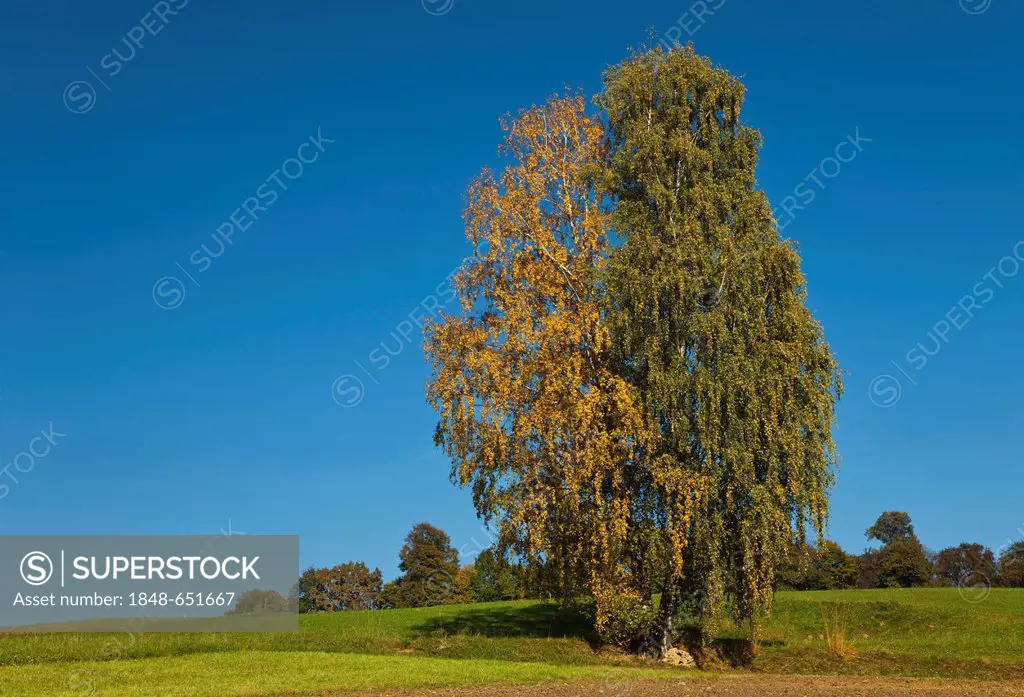 Birch (Betula), two trees with yellow and green leaves, Weiz, Styria, Austria, Europe