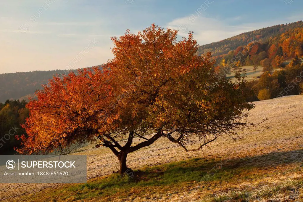 Deciduous tree in autumn with red leaves at the first morning frost, Kulm, Steiermark, Austria, Europe
