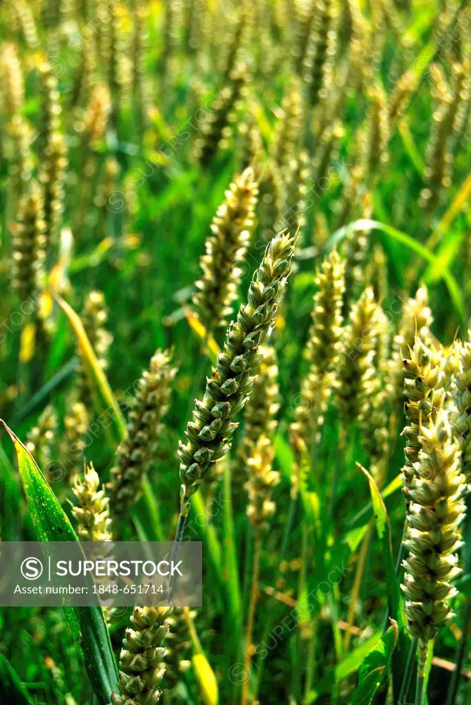 Wheat in a wheat field, Borken, Muensterland, North Rhine-Westphalia, Germany, Europe