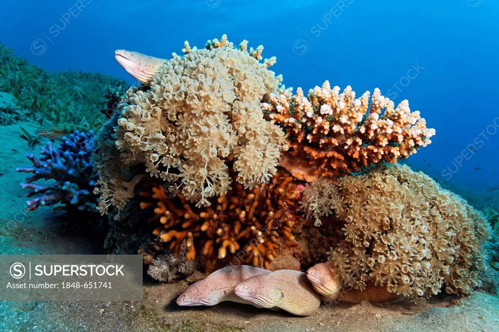 Four Peppered Morays (Siderea grisea) on patch reef, sea weed, Hashemite Kingdom of Jordan, Red Sea, Western Asia