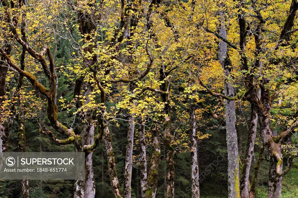 Sycamore or Sycamore Maple (Acer pseudoplatanus), Grosser Ahornboden alpine pasture, Karwendel Mountains, Tyrol, Austria, Europe