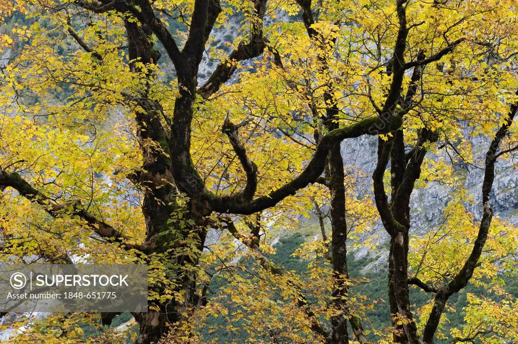 Sycamore or Sycamore Maple (Acer pseudoplatanus), Grosser Ahornboden alpine pasture, Karwendel Mountains, Tyrol, Austria, Europe