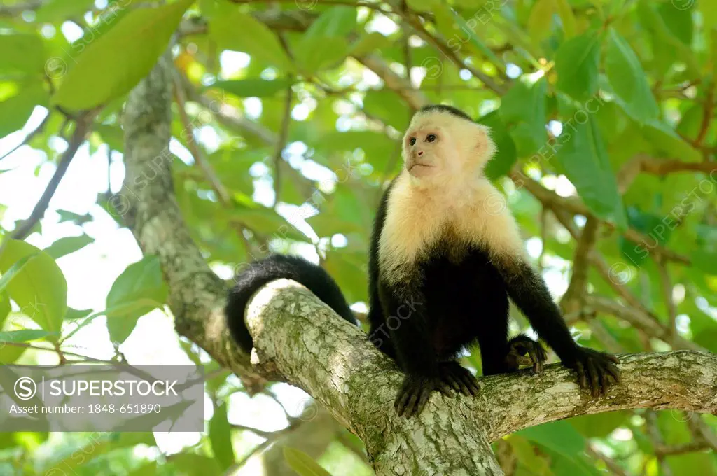 White-headed or White-faced Capuchin (Cebus capucinus), sitting on branch, Manuel Antonio National Park, Costa Rica, Central America