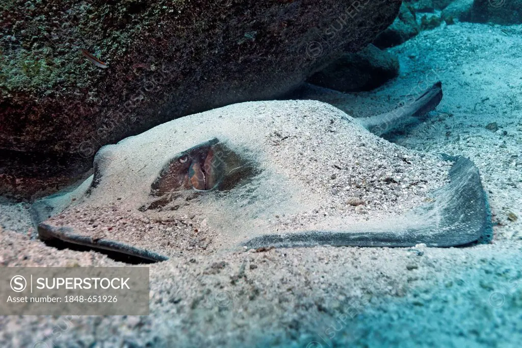 Blotched fantail ray (Taeniura meyeni), lying camouflaged on the sandy seafloor, Gardner Bay, Española Island also known as Hood Island, Galápagos Isl...