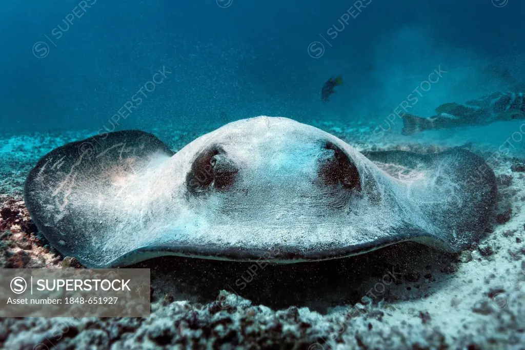 Blotched fantail ray (Taeniura meyeni), lying camouflaged on the sandy seafloor, facing the camera, Gardner Bay, Española Island also known as Hood Is...
