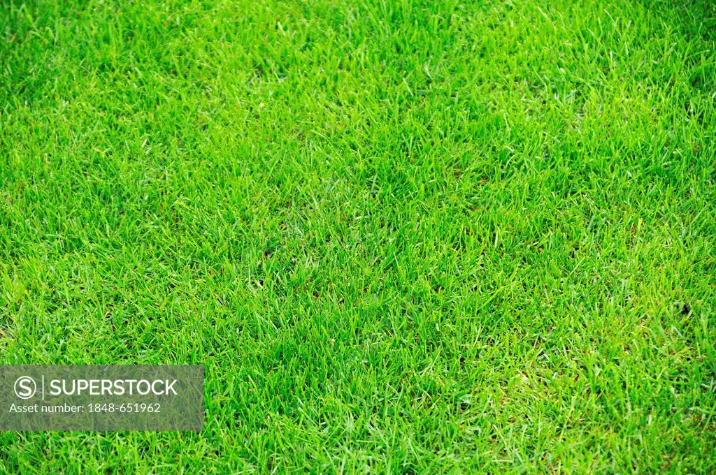 Green grass, lawn, Ringsheim, Baden-Wuerttemberg, Germany, Europe