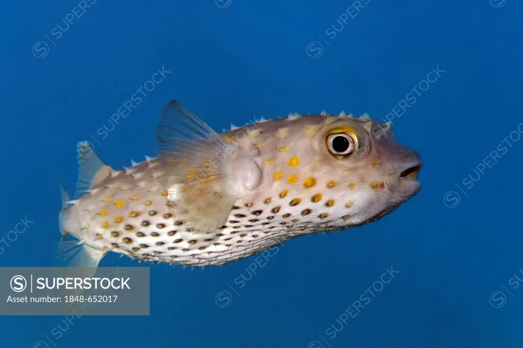 Spotbase burrfish or yellowspotted burrfish (Cyclichthys spilostylus) Hashemite Kingdom of Jordan, JK, Red Sea, Western Asia