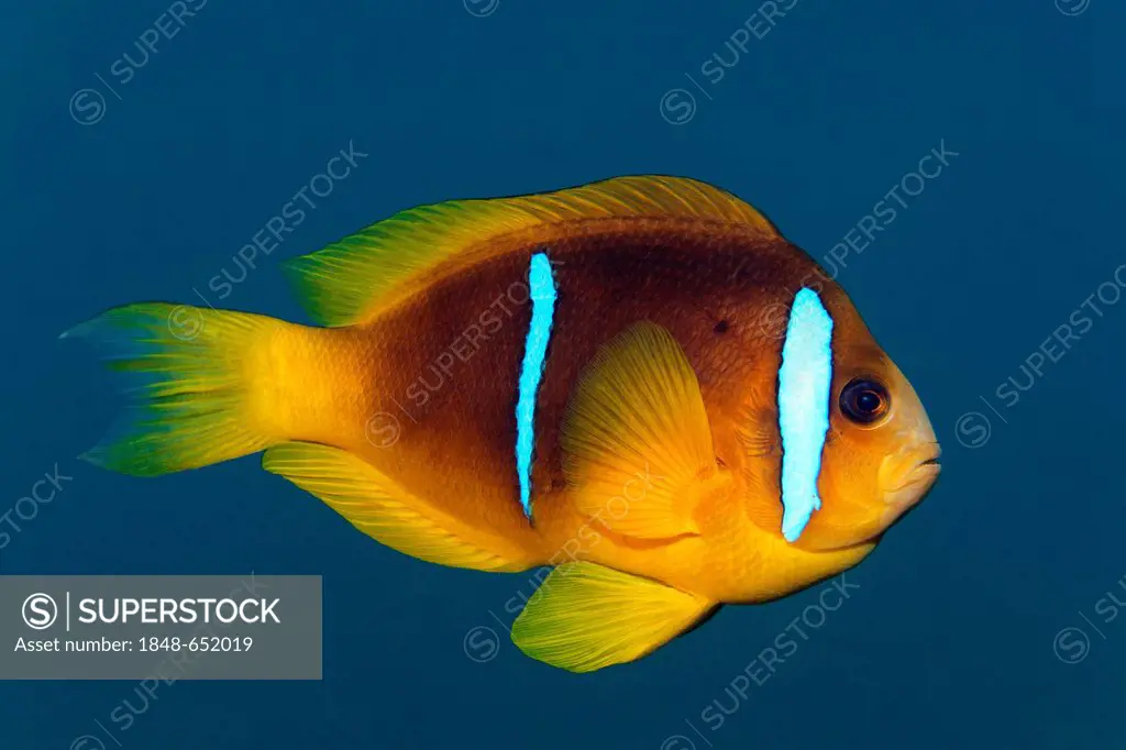 Red Sea clownfish or anemonefish (Amphiprion bicinctus), sideways, Hashemite Kingdom of Jordan, JK, Red Sea, Western Asia
