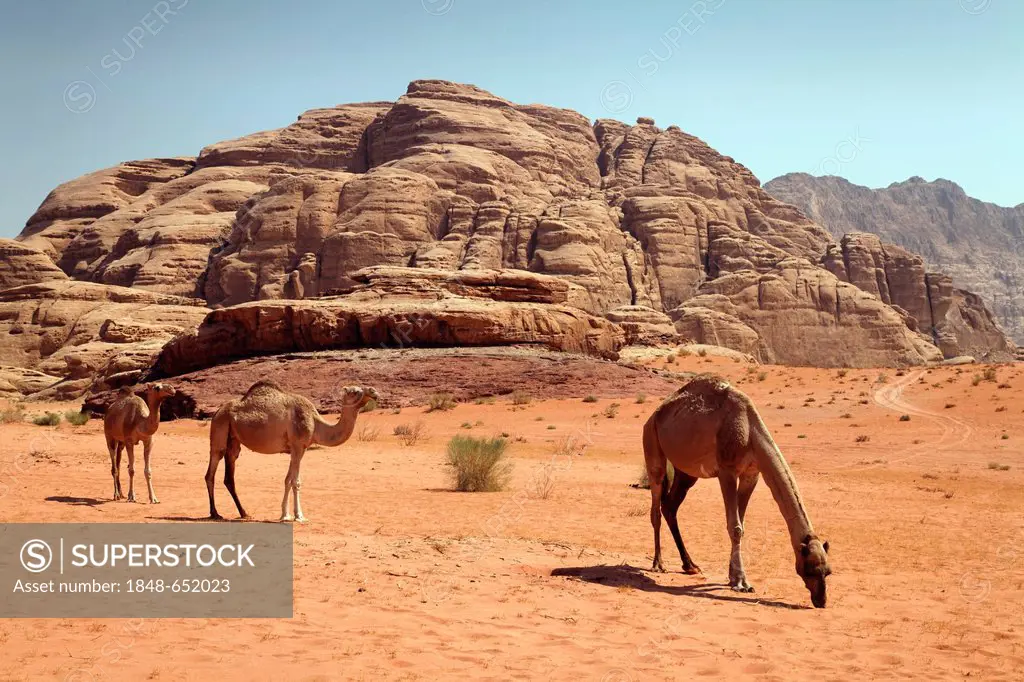 Dromedaries or Arabian Camels (Camelus dromedarius) in a desert with red sand, Wadi Rum, Hashemite Kingdom of Jordan, JK, Middle East, Asia