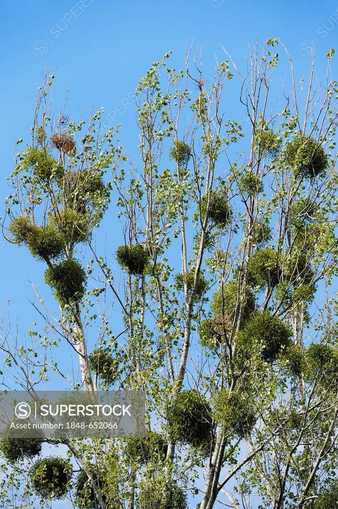 Mistletoe (Viscum album) on a tree