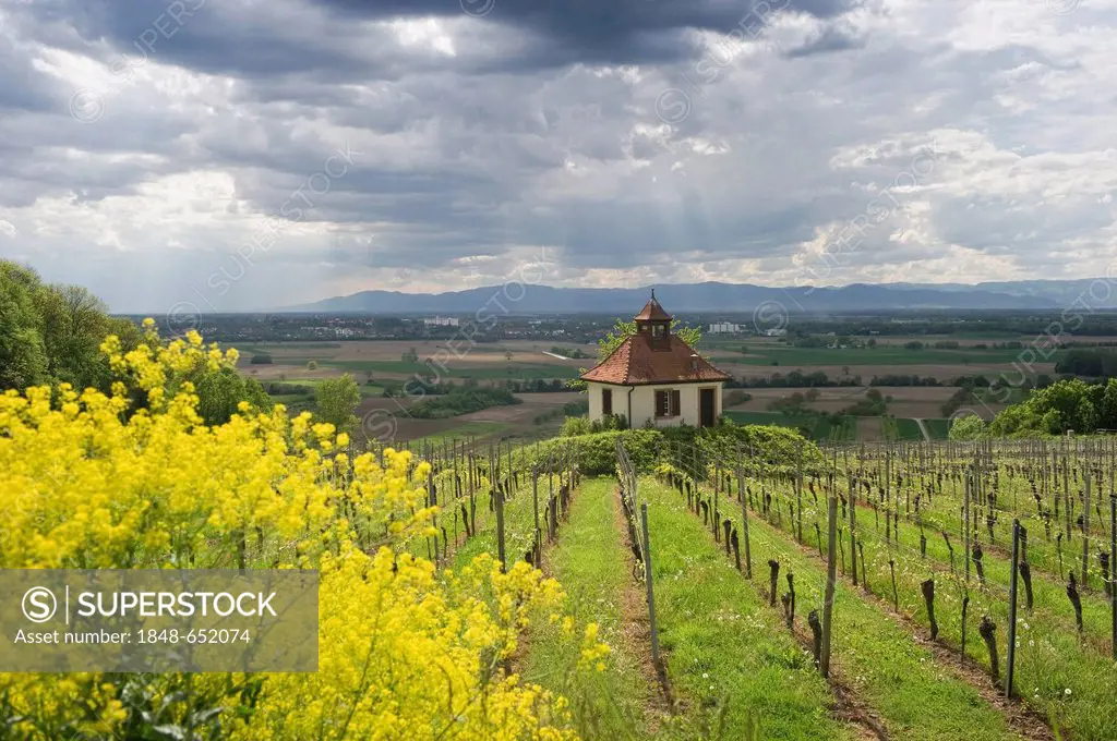 Chapel in the vineyards near Ihringen with views of Breisach and the Rhine Valley, Kaiserstuhl low mountain range, Baden-Wuerttemberg, Germany, Europe