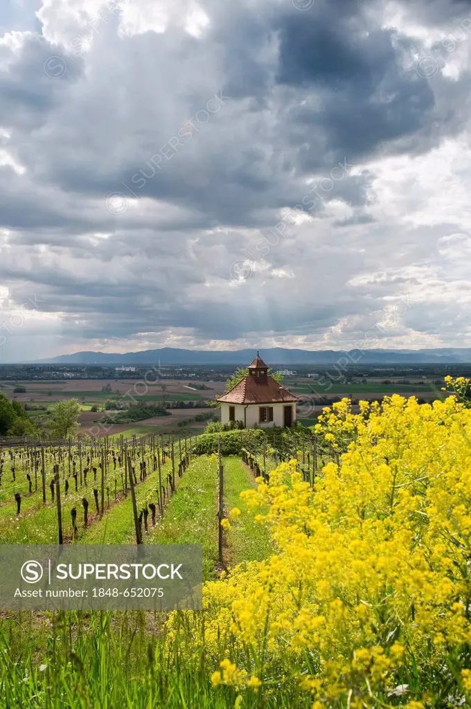Chapel in the vineyards near Ihringen with views of Breisach and the Rhine Valley, Kaiserstuhl low mountain range, Baden-Wuerttemberg, Germany, Europe