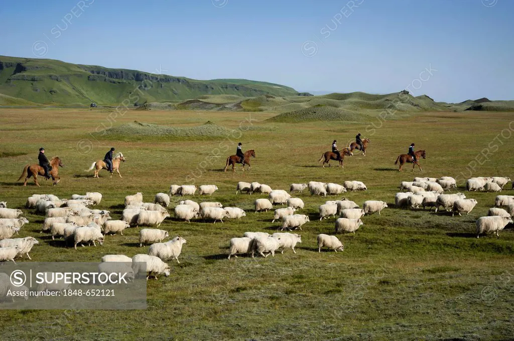 Flock of sheep on a green meadow or pasture, riders on horses, bringing down sheep in Kirkjubæjarklaustur, South Iceland, Iceland, Europe