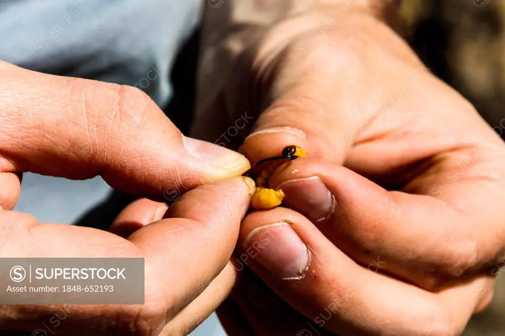 Angler putting a maggot on a hook