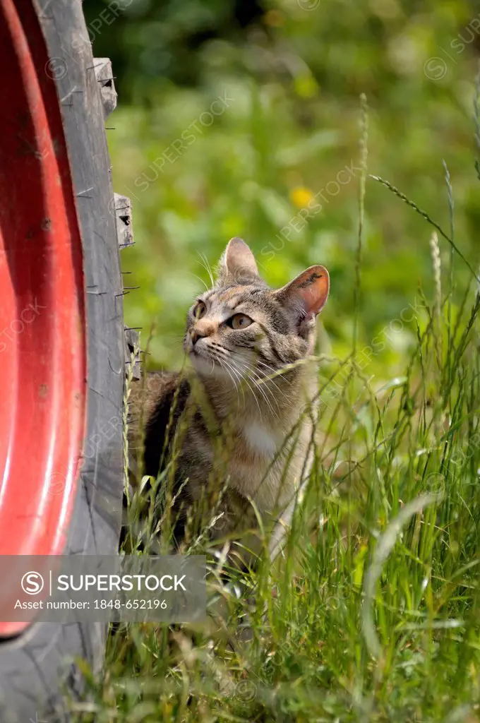 Tabby cat standing by a tractor tyre