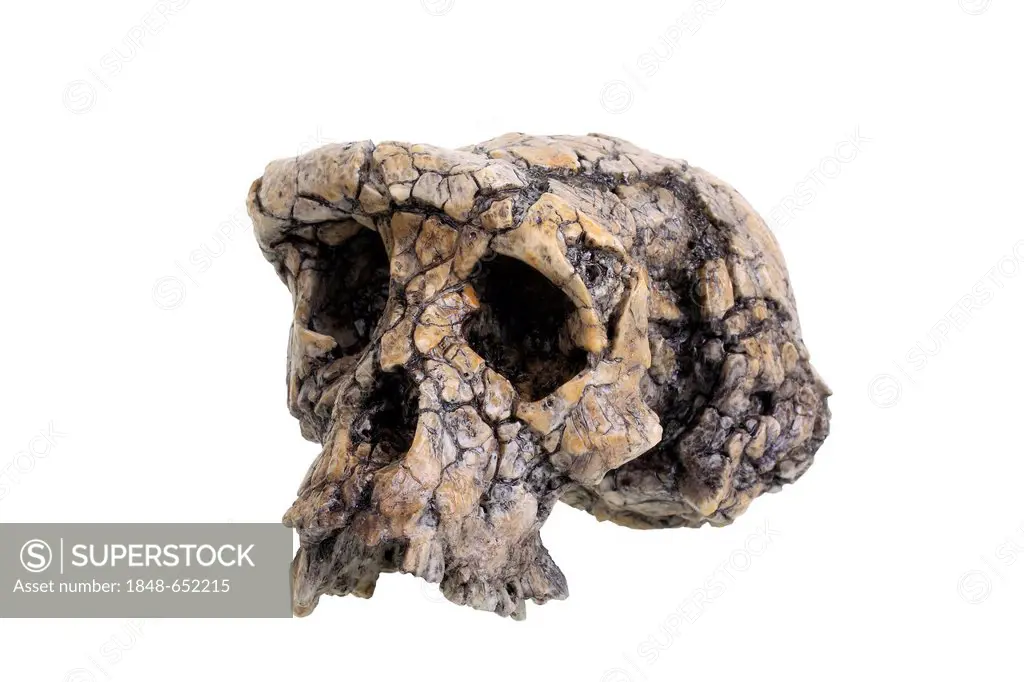 Replica skull of Sahelanthropus tchadensis, evolution of human species