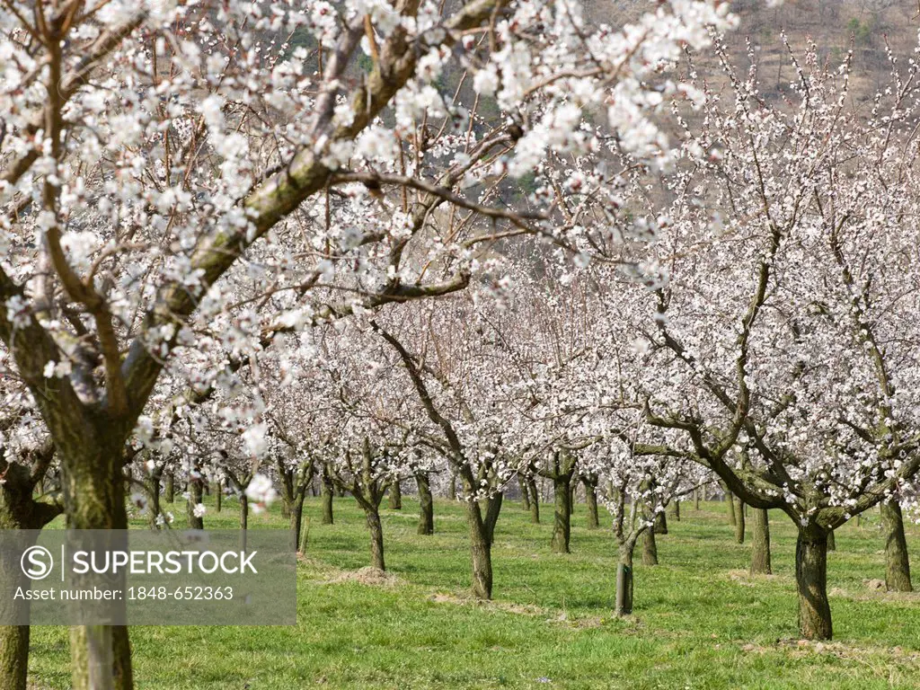 Apricot trees in full blossom (Prunus armeniaca), Wachau valley, Lower Austria, Austria, Europe