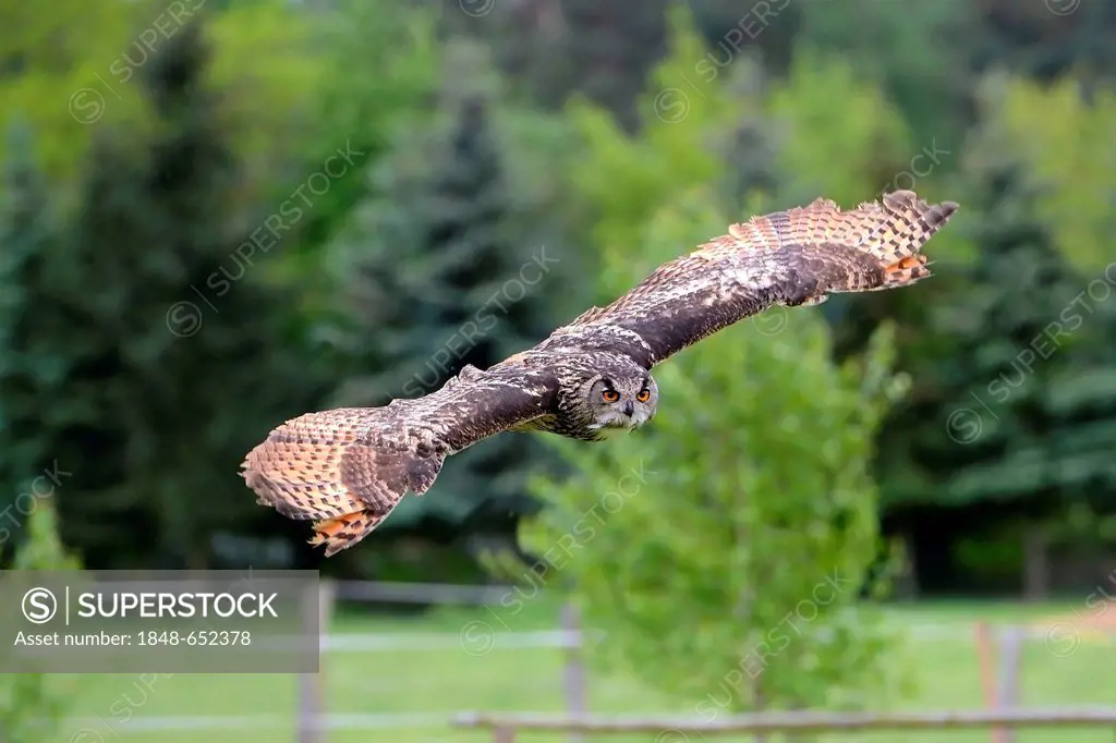 Eurasian eagle-owl (Bubo bubo), flying over a meadow, Brandenburg, Germany, Europe