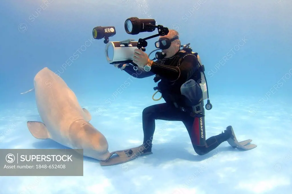 Video-operator and Beluga, White whale (Delphinapterus leucas), dolphinarium, Odessa, Ukraine, Eastern Europe