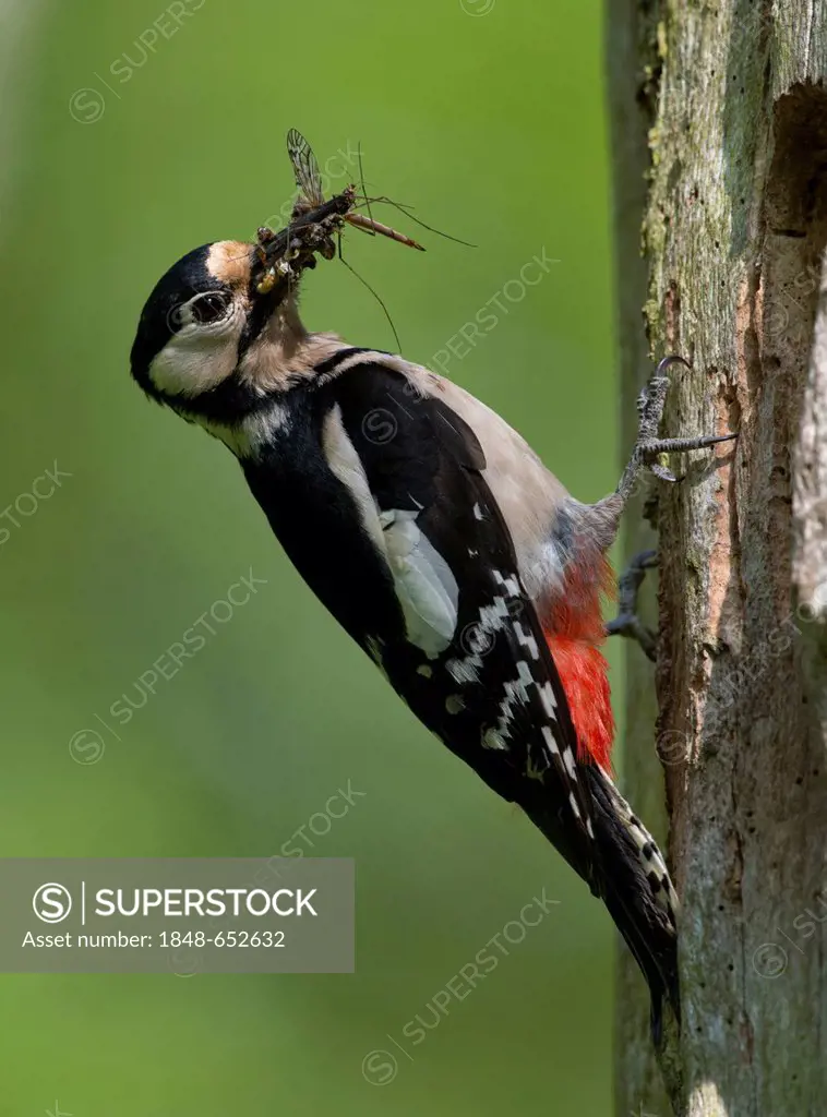 Great Spotted Woodpecker (Dendrocopos major), Bitburg, Rhineland-Palatinate, Germany, Europe