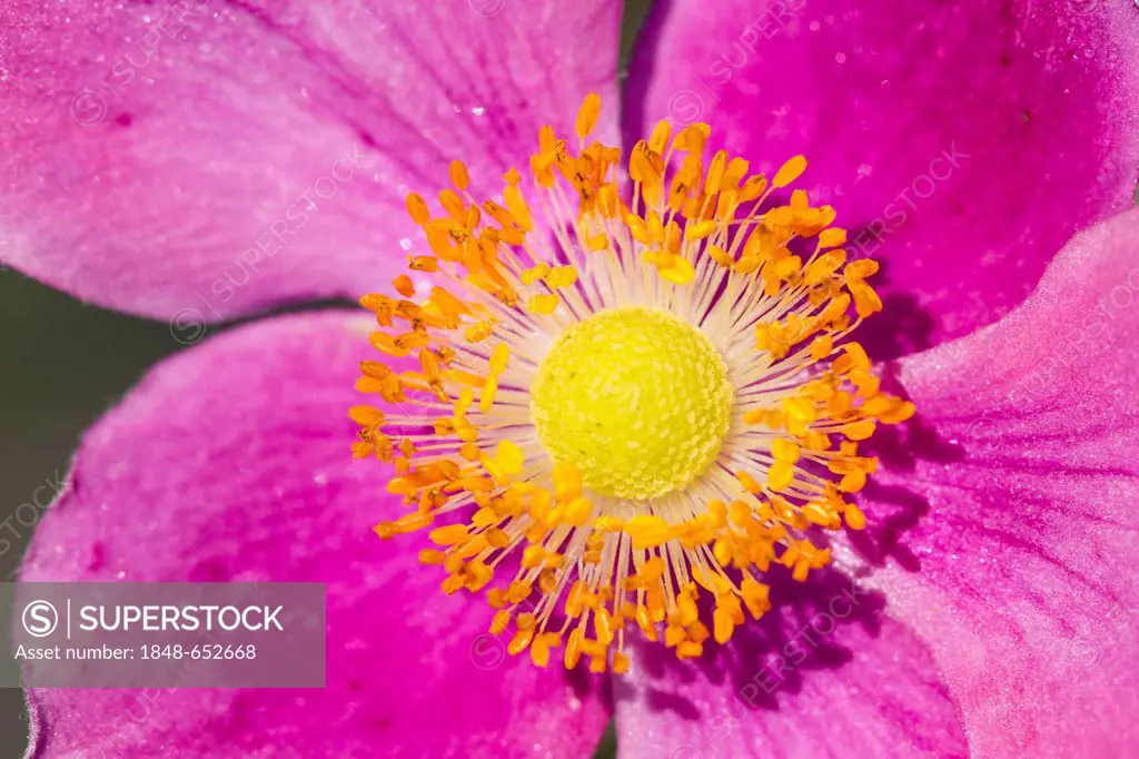 Dark pink Chinese or Japanese anemone, thimbleweed, or windflower (Anemone japonica Pamina), Kassel, Hesse, Germany, Europe