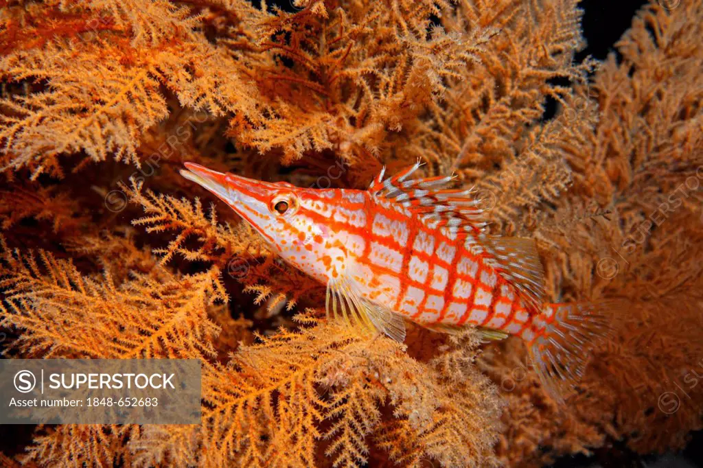 Longnose hawkfish (Oxycirrhites typus) among black corals, Ponta de Sao Vicente, Isabella Island, Albemarle, Galapagos Islands, a UNESCO World Natural...