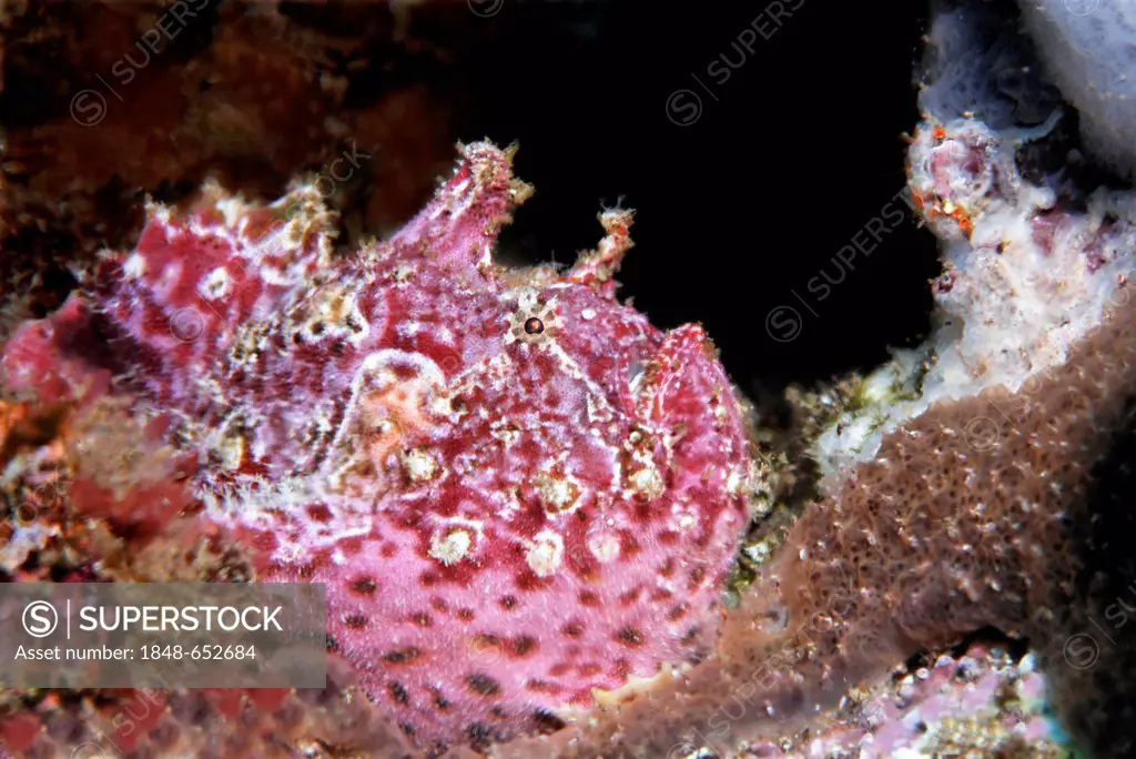 Bloody frogfish (Antennatus sanguineus) on a sponge, Ponta de Sao Vicente, Isabella Island, Albemarle, Galapagos Islands, a UNESCO World Natural Herit...