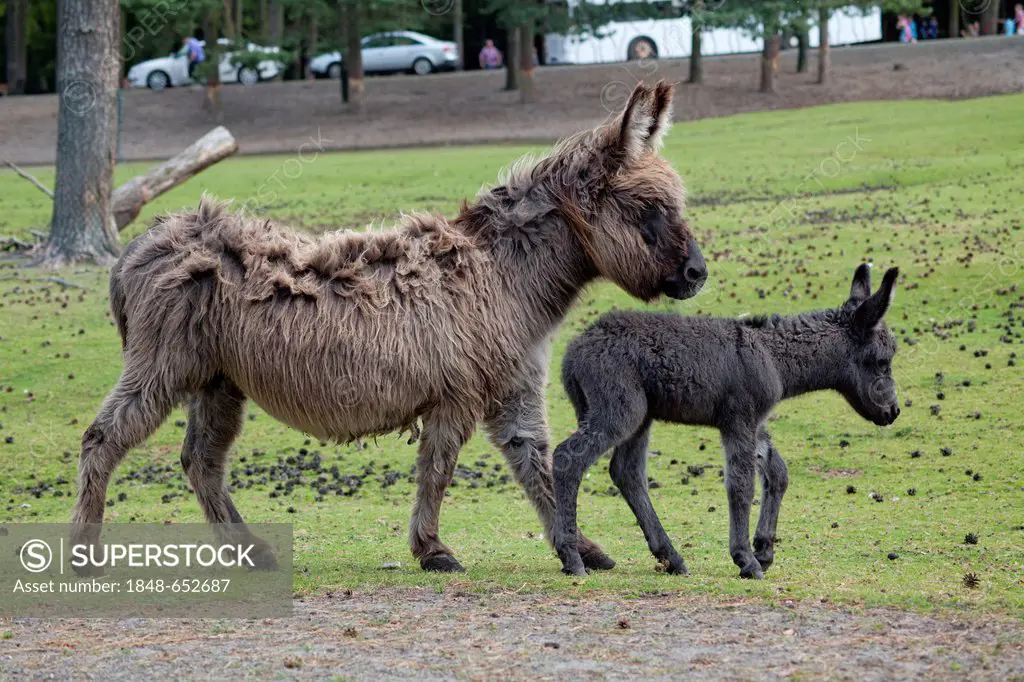 Donkey with foal, Serengeti Park, Hodenhagen, Lower Saxony, Germany, Europe