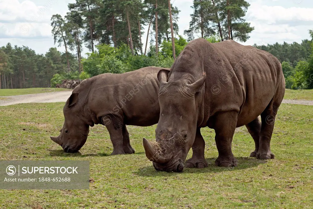 White rhinoceroses or Square-lipped rhinoceroses (Ceratotherium simum), Serengeti Park, Hodenhagen, Lower Saxony, Germany, Europe