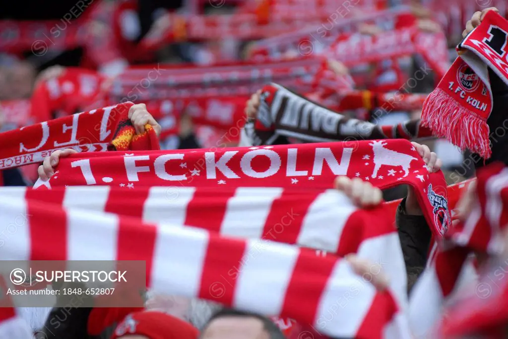 Cologne fans holding up their scarves, Bundesliga federal league, 1. FC Koeln - FSV Mainz 05 4:2, Rhein-Energie-Stadion, Cologne, North Rhine-Westphal...