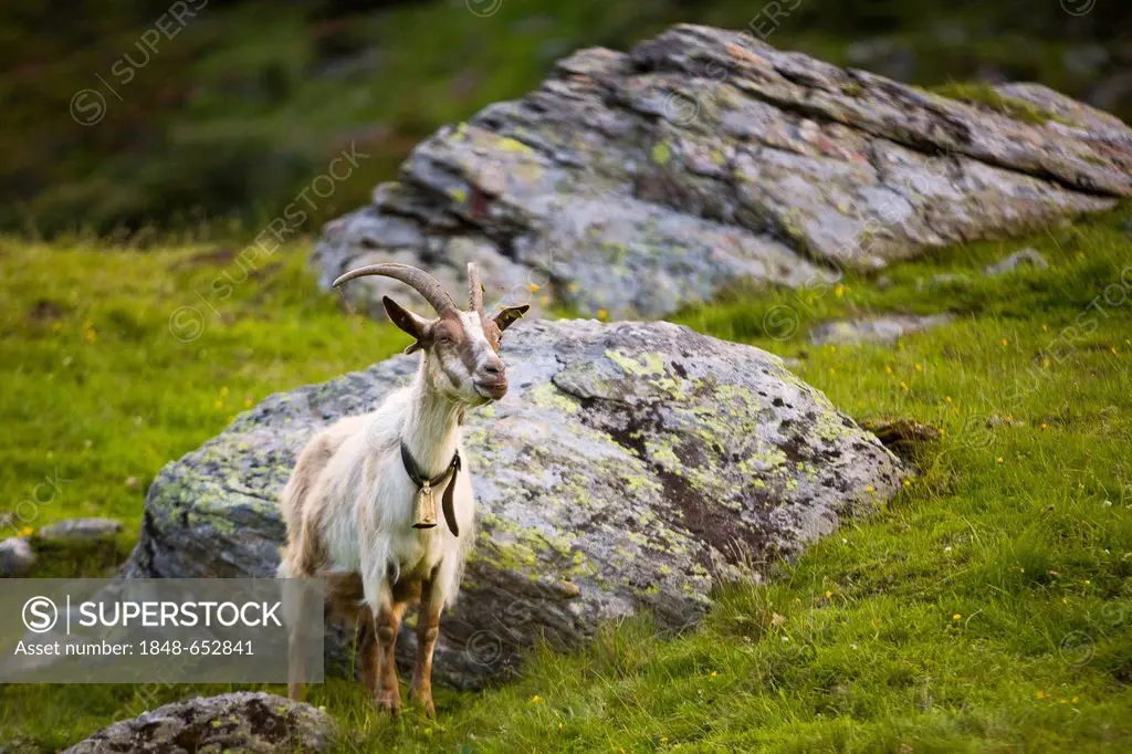 Goat (Capra), standing
