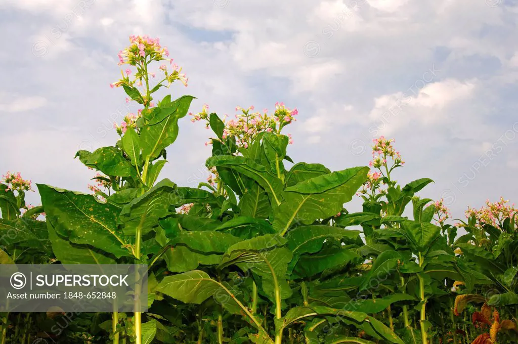 Flowering Tobacco (Nicotiana tabacum) plants, Canton of Zurich, Switzerland, Europe