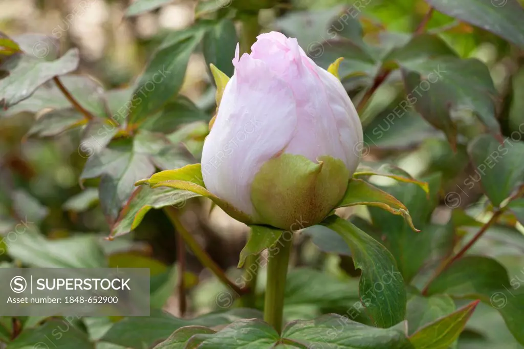 Flowering Tree Peony (Paeonia x suffruticosa), Yoshinogawa, Botanical Garden, Duesseldorf, North Rhine-Westphalia, Germany, Europe