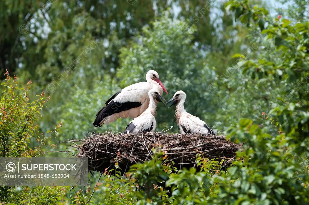 Family of White Storks (Ciconia ciconia), Alsace, France, Europe