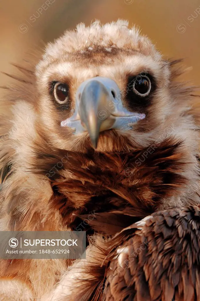 Cinereous vulture (Aegypius monachus), portrait, native to southern Europe and Central Asia, captive, North Rhine-Westphalia, Germany, Europe