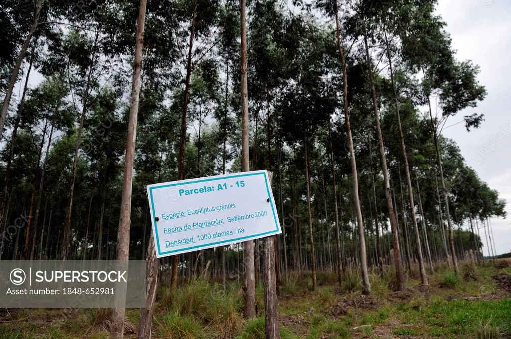 Flooded gum trees, rose gum trees (Eucalyptus grandis), gum tree plantation, Alto Parana, Paraguay, South America
