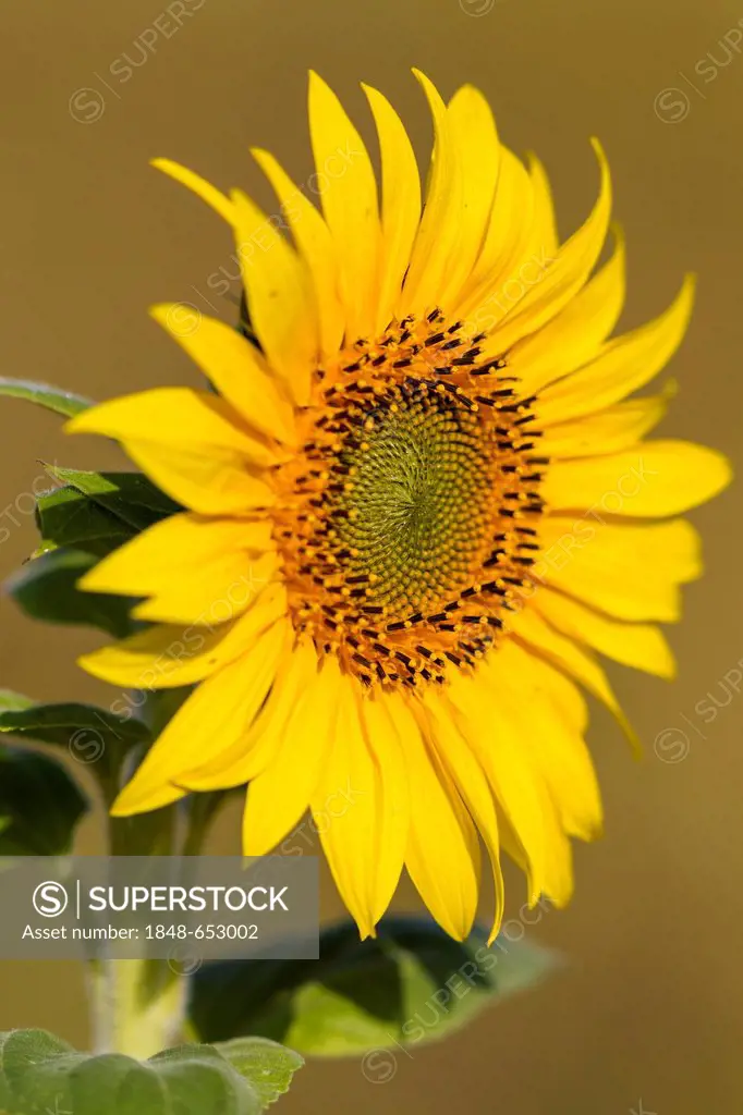 Sunflower (Helianthus annuus), Kassel, Hesse, Germany, Europe