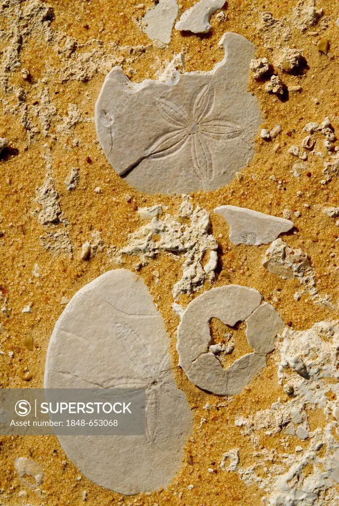 Skeletons of Sand dollars (Clypeasteroida), Egypt, Africa