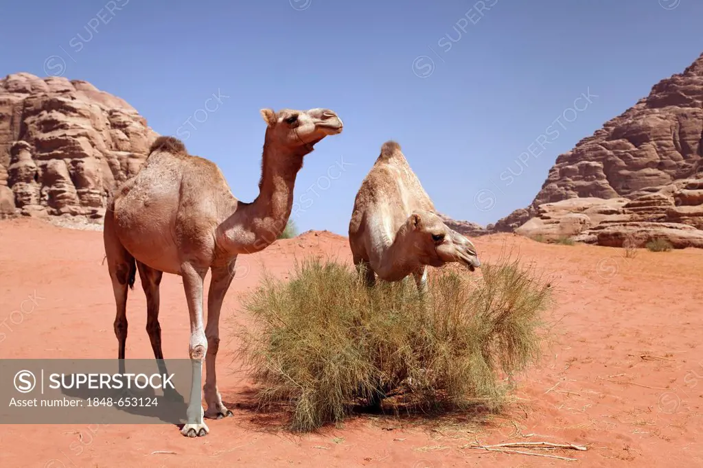 Dromedaries or Arabian Camels (Camelus dromedarius) feeding on a bush in desert with red sand, Wadi Rum, Hashemite Kingdom of Jordan, Middle East, Asi...