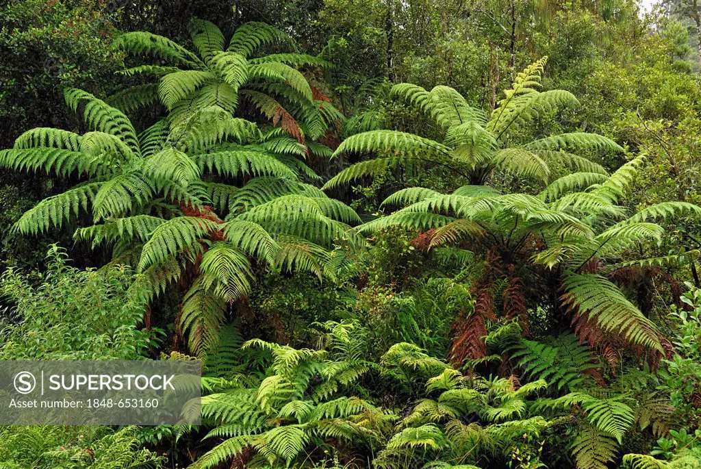 Rain forest with tree ferns between Haast and Jackson Bay, South Island, New Zealand