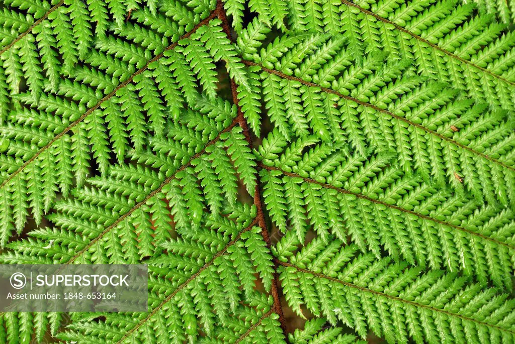 Prickly Shield Fern (Polystichum vestitum), Lake Matheson, Fox Glacier Township, South Island, New Zealand