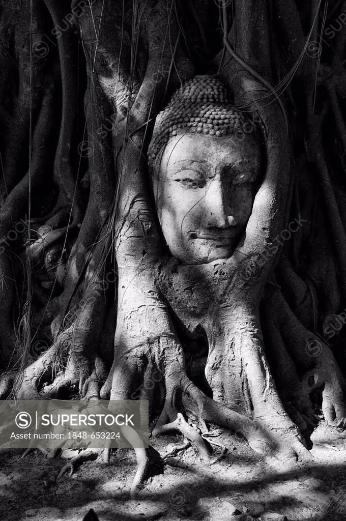 Head of a statue overgrown with tree roots, Wat Mahathat, Ayutthaya, Thailand, Asia