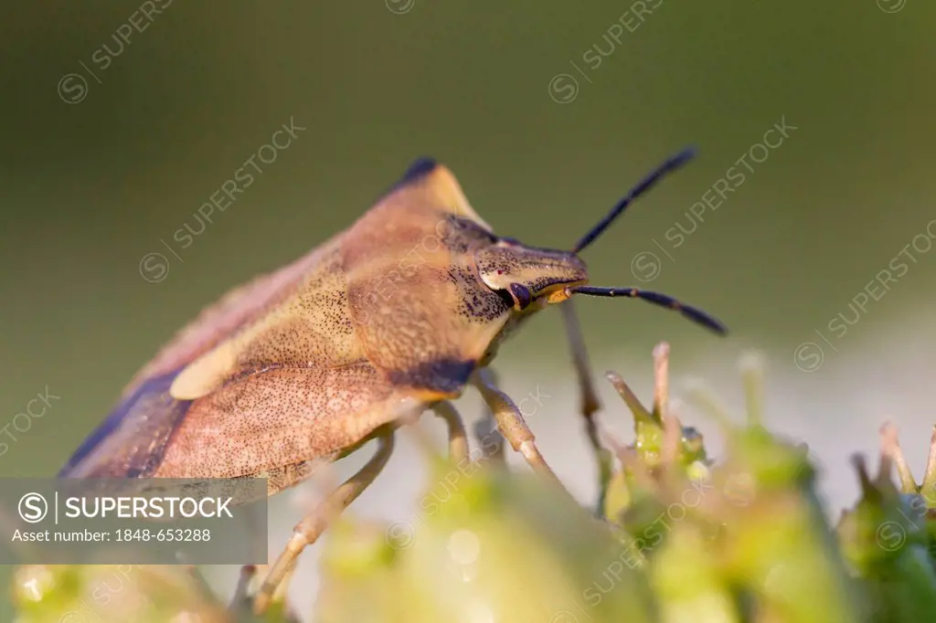 Green Stink Bug or Common Green Shieldbug (Palomena prasina), Hesse, Germany, Europe
