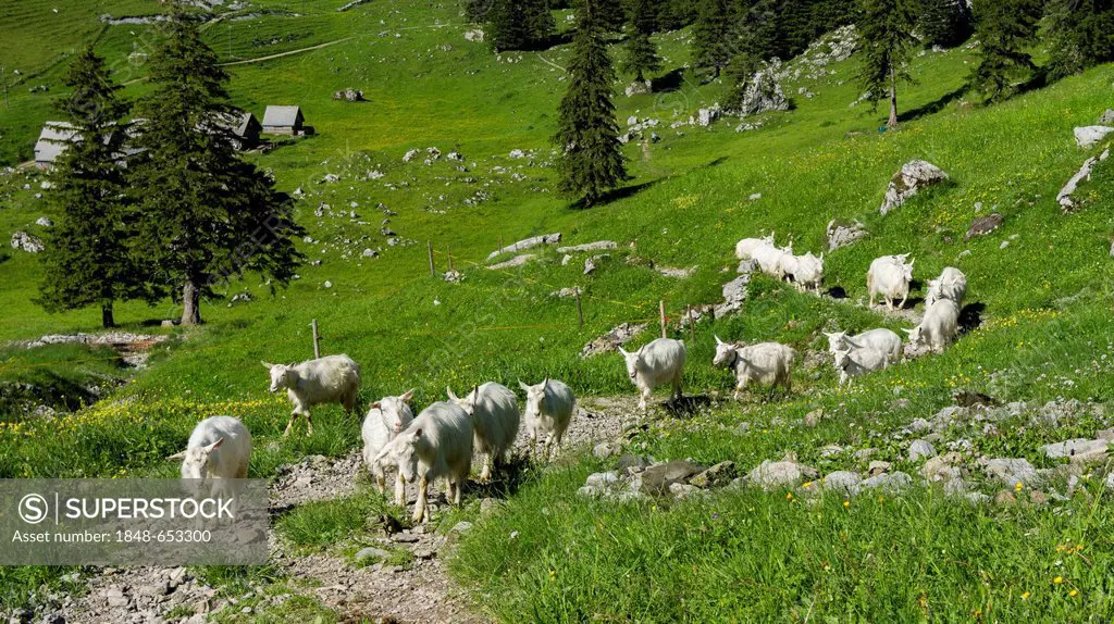 Goats at the Schrennenweg hiking trail, Alpstein range, Canton of St Gallen, Switzerland, Europe