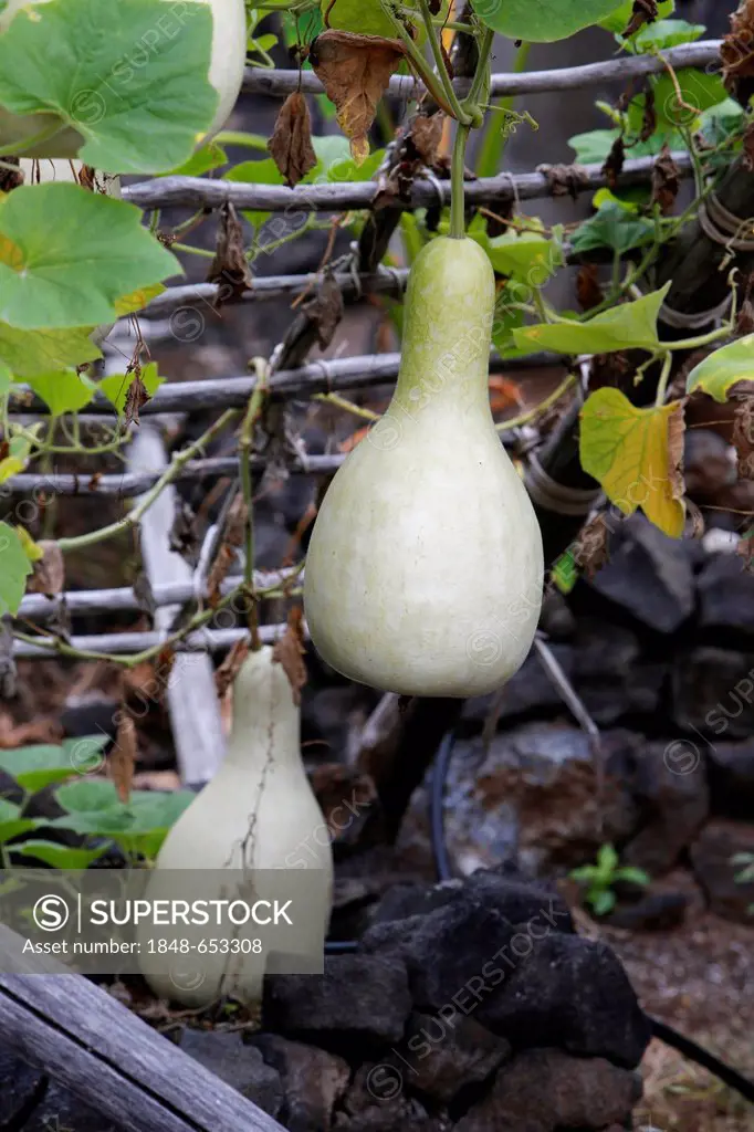 Bottle gourd (Lagenaria siceraria), grown for traditional use as a liquid container of hula instrument on Hawaii, Kailua-Kona, Big Island, Hawaii, USA